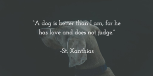 dogs