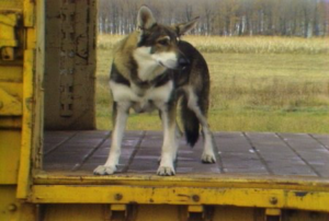 loveandneeddogs